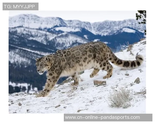 黑龙江火山鸣泉与新疆天山雪豹的精彩对决与自然魅力探秘